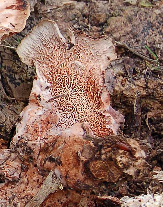 non capisco!!! - (Abortiporus biennis)